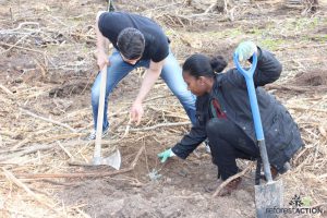 plantation d'arbres