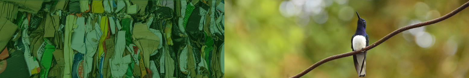 Collecte de déchets avec Cedre