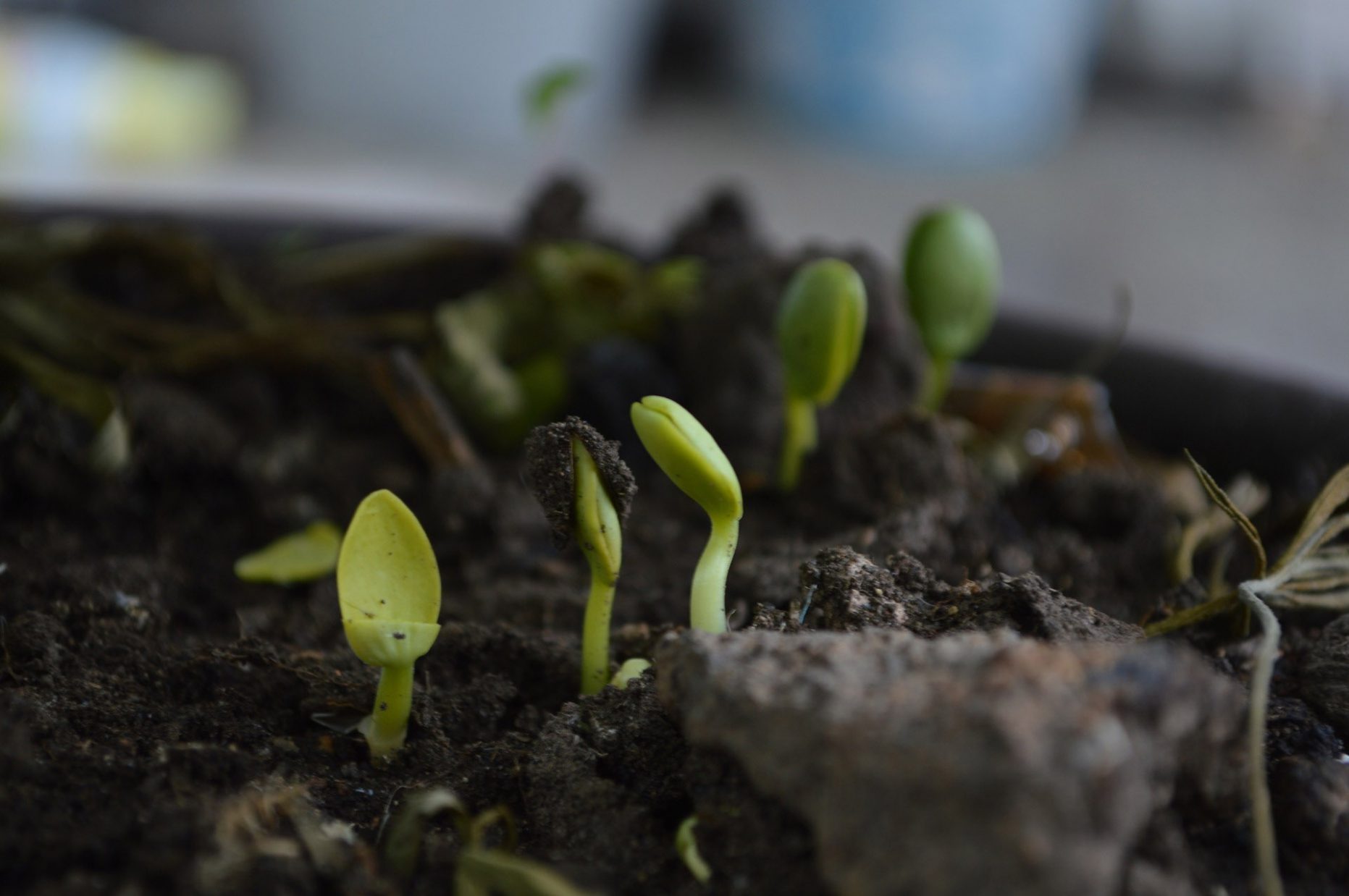 nature germe pousse plante